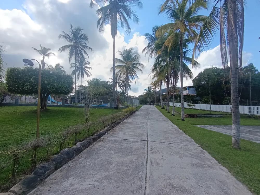Camino de concreto bordeado de palmeras y grass dentro del campus.